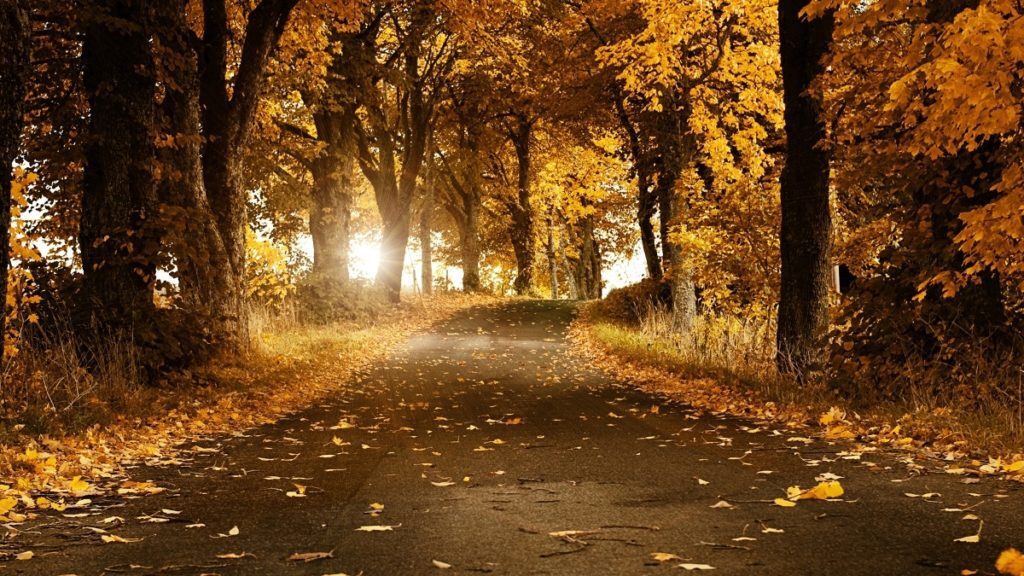 autumn-road-background